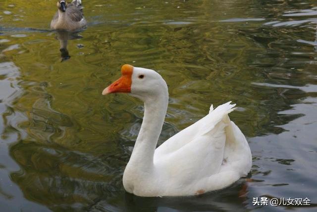 少儿必读唐诗30首（幼儿古诗300首(必背)）