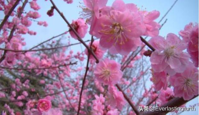 春天的景色写一段话（描写春天的优美句子）