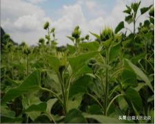 长歌行青青园中葵古诗带拼音