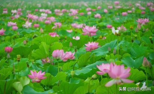 接天莲叶无穷碧是什么意思（接天莲叶无穷碧是什么古诗）