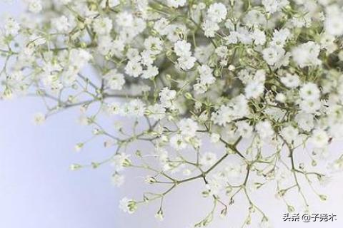 百花齐放(百花齐放百家争鸣的方针是在什么时候提出的)