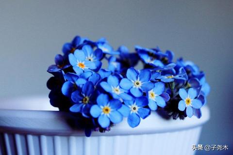 百花齐放(百花齐放百家争鸣的方针是在什么时候提出的)