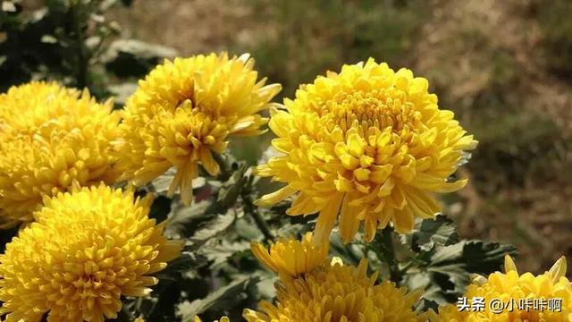 《秋菊》古诗拼音版（《秋菊》古诗拼音版图片）
