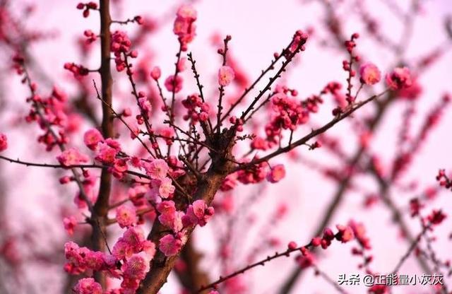 古诗中有梅花的诗句（诗句中含有梅花的古诗）