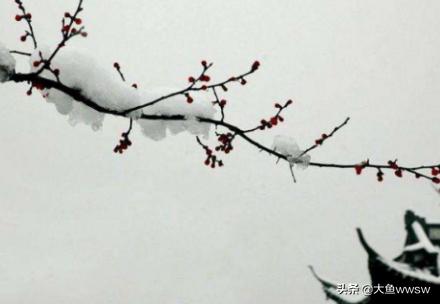 描写梅花的古诗100首（描写梅花的古诗大全300首）