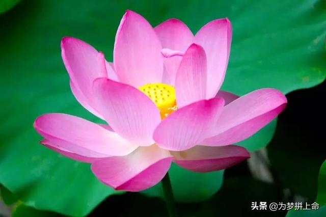 关于植物的诗歌短诗_有关植物的诗歌短诗