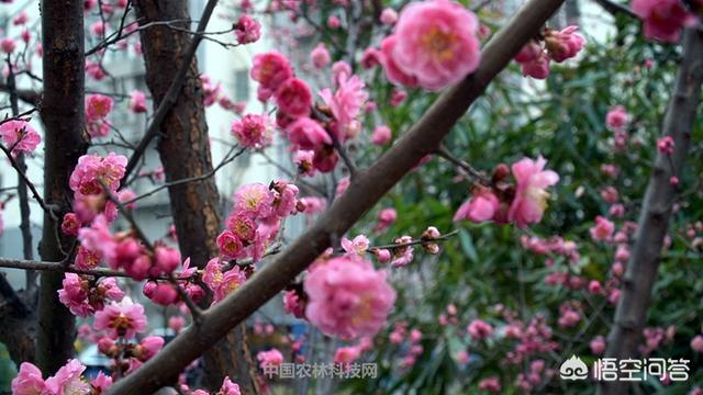 带春天的诗句古诗（含有春天的古诗词）