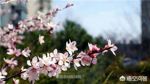 带春天的诗句古诗（含有春天的古诗词）
