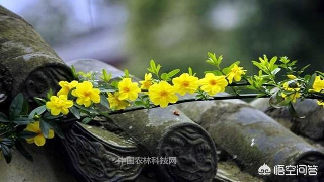 带春天的诗句古诗（含有春天的古诗词）